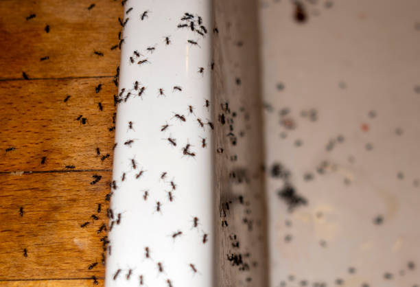 Best Emergency Pest Control  in Belle Rose, LA