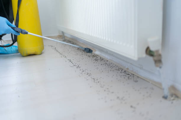 Trusted Belle Rose, LA Pest Control Experts