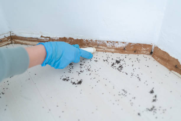 Best Pest Prevention Services  in Belle Rose, LA